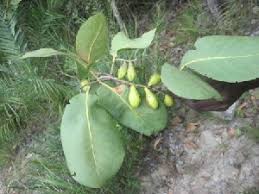 Image result for Terminalia brachystemma ×  sericea
