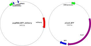 Crispr Bioz Ratings For Life Science Research