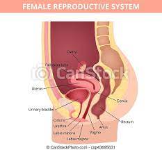 Vagina, cervix, uterus, fallopian tubes, ovaries. Female Internal Genital Organs Sectional Structure Of The Female Reproductive System Canstock