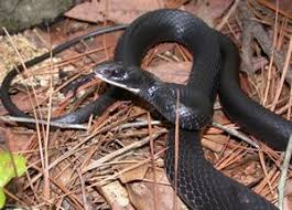 Black And Yellow Snake North Texas Black Racer Black Racer Coluber Constrictor Good Snake Srelherp Uga Edu Black Racer Racer Snake