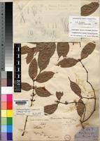 Image result for Landolphia robustior