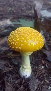 Mellow mushroom pizza bakers is an american pizza restaurant chain that was established in 1974 in atlanta, georgia as a single pizzeria.it operates as a franchise under the banner of home grown industries, inc. Saw This One On A Trail Near Mount Washington In New Hampshire What Is It More Pictures In The Comments Stuffed Mushrooms Mushroom Pictures Magical Mushrooms