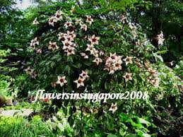 Image result for Rothmannia longiflora