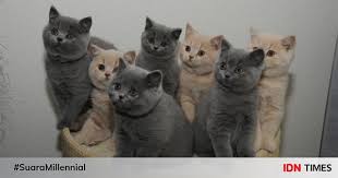 Imut banget apalagi dengan tingkah lakunya yang manja dan bikin gemes. 7 Potret Imut British Shorthair Kucing Mahal Yang Mirip Boneka