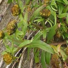 Image result for Bidens rubicundula