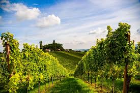 Austria Vineyards Leibnitz Area South Styria Travel Spot In 2020 Travel Spot Styria Travel