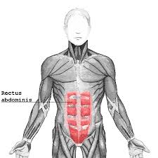 Check spelling or type a new query. Rectus Abdominis Muscle Wikipedia