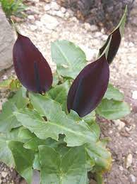 Arum Palaestinum Is A Flowering Herbaceous Perennial Plant Up To 10 Inches 25 Cm Tall Arum Plantopedia Black Calla Lily Planting Flowers Plant Pests