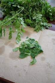 Moringa Leaves Recipes How To Make Drumstick Leaves Dosa Murungai Keerai Recipes Dosa Recipe Moringa Recipes Moringa Leaves