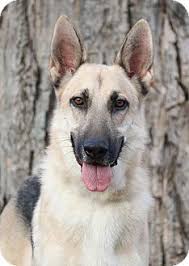 Maybe you would like to learn more about one of these? Nashville Tn German Shepherd Dog Meet Rockwell A Dog For Adoption Http Www Adop German Shepherd Dog Quotes German Shepherd Dogs German Shepherd Puppies