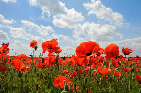 Opium poppies are annual wildflowers that come in a wide range of colors, from white to deep purple (with scarlet and pink stops along the way). How When To Sow Plant Poppy Seeds The Rspb