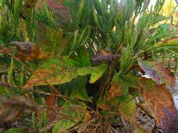 Image result for Elytraria