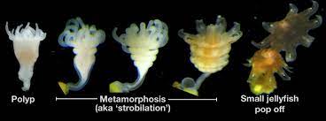 Open Ocean Exploration On Twitter Polyps Are Part Of The Jellyfish Life Cycle And Give Rise To Jellyfish Look At This Polyp So Similar