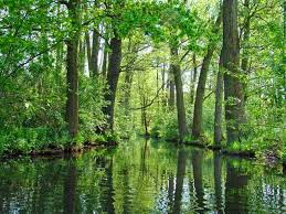 Tipps für kahnfahrten, radtouren, wanderungen und wanderwege sowie. Reisetageblog Fruhling Im Spreewald 50 Shades Of Green