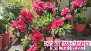 If your potted azalea just came from the florist or garden center, it likely has a plastic or foil covering over the plastic pot. How To Grow N Care Azalea Plant Azalea Plant Potting Mix N Care Azalea Summer Care Youtube