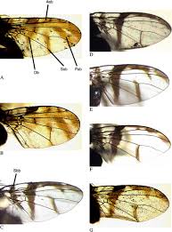 Image result for Phragmanthera usuiensis