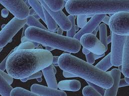Learn about listeria, a germ that can contaminate food and cause an infection called listeriosis. The 5 Most Common Places Where To Look For Listeria Monocytogenes Food Safety Experts