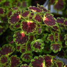 Image result for Coleus autranii