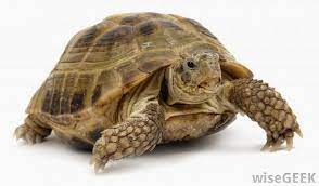 Kuala penyu kuala penyu district covers 453 sq.km. ×'×˜×•×•×™×˜×¨ Ini Pula Adalah Penyu In English We Called It Turtle