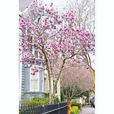 Over 300 varieties of trees and shrubs. Flowering Trees In Charleston