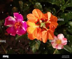 Image result for Crossandra greenstockii