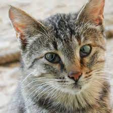 Why Do Cats Have A Third Eyelid Learn More On Litter Robot Blog