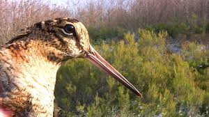 av atis guvercin videolari tufek fisek tabanca silahlar guvercinler hakkinda bilgiler