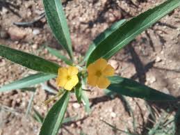 Image result for Streptopetalum