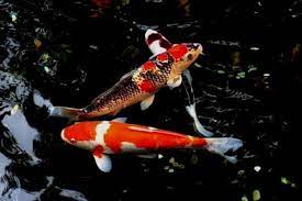 A koi pond is a pond which has been designed and built specifically to keep these colorful carp. How To Add Fish To A Backyard Pond Water Garden Advice