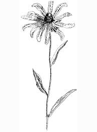 When it gets too hot to play outside, these summer printables of beaches, fish, flowers, and more will keep kids entertained. Coloring Pages Single Daisy Flower