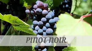 What's the correct pronunciation of pinot noir? How Do You Say Pinot Noir We Ll Teach You Now How To Pronounce It Right