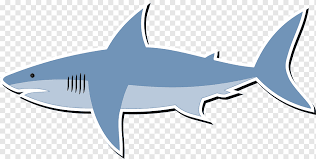 Hai Zeichnung Cartoon Hai Tiere Carcharhiniformes Knorpelfische Png Pngwing