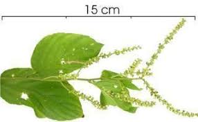 Image result for Gouania scandens