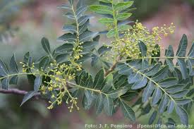 Image result for Schinopsis