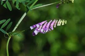 Image result for Vicia paucifolia