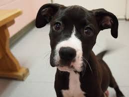 Black And White Hound Mix Dog Puppy Friday Lab Hound Boxer Mix Puppies P9 P3 Adopted Boxer Mix Puppies Black Boxer Puppies Lab Mix Puppies