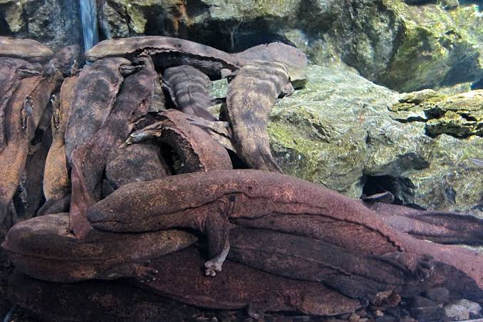 Mga resulta ng larawan para sa Japanese Giant Salamander, Andrias japonicus"