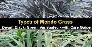I think i'll even toss the spreader as well Types Of Mondo Grass Dwarf Black Green With Care Guide Pictures