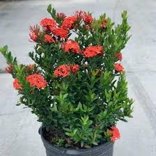 Image result for Ixora laurentii