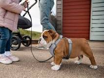 Dog Harness Vs. Collar: Safety Pros and Cons of Each