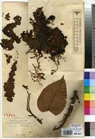 Image result for Cola lateritia