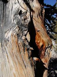 Prometheus was cut down by donald rusk currey, then a graduate student. Traveling To California The Methuselah Tree The Oldest Tree In The World