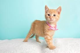 Here are some tidbits about cats and kittens to make them more lovable in your eyes! Cute Young Orange Tabby Cat Kitten Rescue Wearing Pink Bow Tie Standing Looking To The Left Photograph By Ashley Swanson