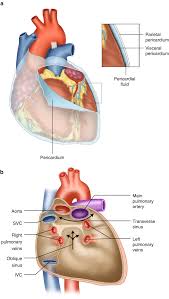 Image result for Pericardium