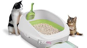 Yavru Kediler Icin En Iyi 5 Kedi Kumu Kedi Blog