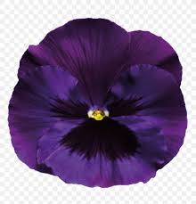 pansy violet purple png 1000x1042px pansy blue color flower flowering plant download free pansy violet purple png 1000x1042px