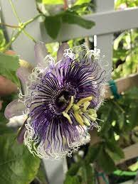 Purple Passion Maypop Vine In My Florida Small Container Flowering Vines Passion Vine Passion Flower