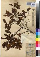 Image result for Phragmanthera capitata