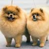 Be careful not to bathe your dog too often, because overwashing your dog's skin can cause irritation. Https Encrypted Tbn0 Gstatic Com Images Q Tbn And9gcrdko3r4eyoz1ekasu Wviipdymrjq5fiyiyv3nuossprzoq0sf Usqp Cau