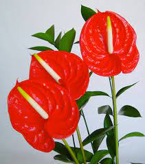 Anthurium Flower Exporters Sri Lanka Best Flower Wallpaper